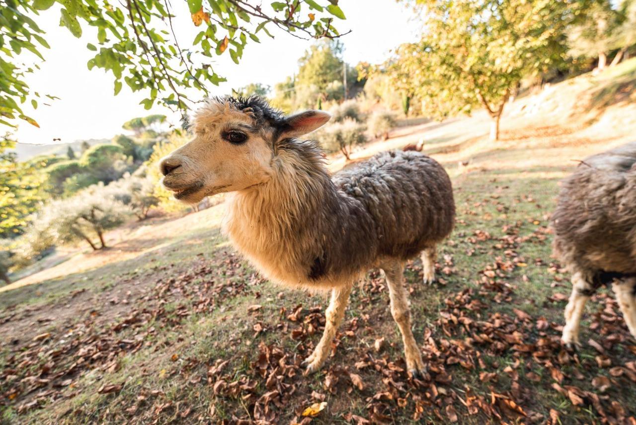 Alpaca Country House Pontedera Dış mekan fotoğraf